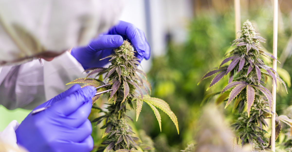 Work With Cannabis Cultivation - Green Talent